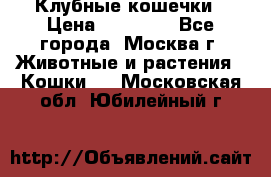 Клубные кошечки › Цена ­ 10 000 - Все города, Москва г. Животные и растения » Кошки   . Московская обл.,Юбилейный г.